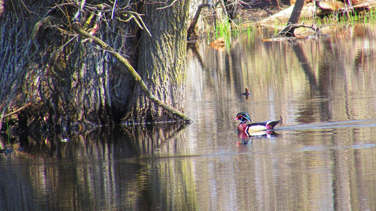 Person planning a trip on a laptop with maps and notes